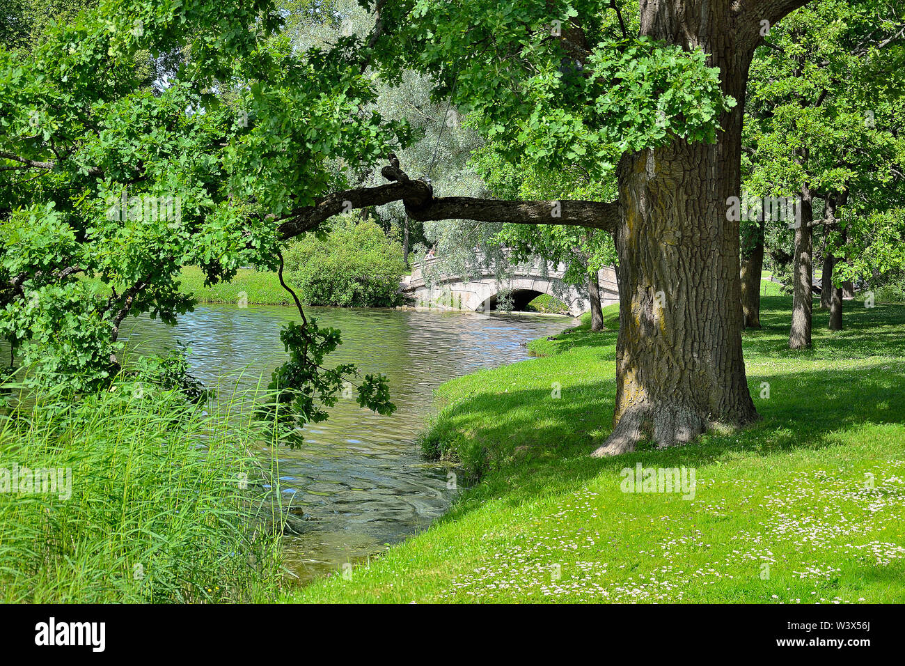 Hermoso viejo roble cerca del lago con patos en hierba en banco, puente de granito en el fondo. El pintoresco paisaje de verano - frescura y pacificación en par Foto de stock