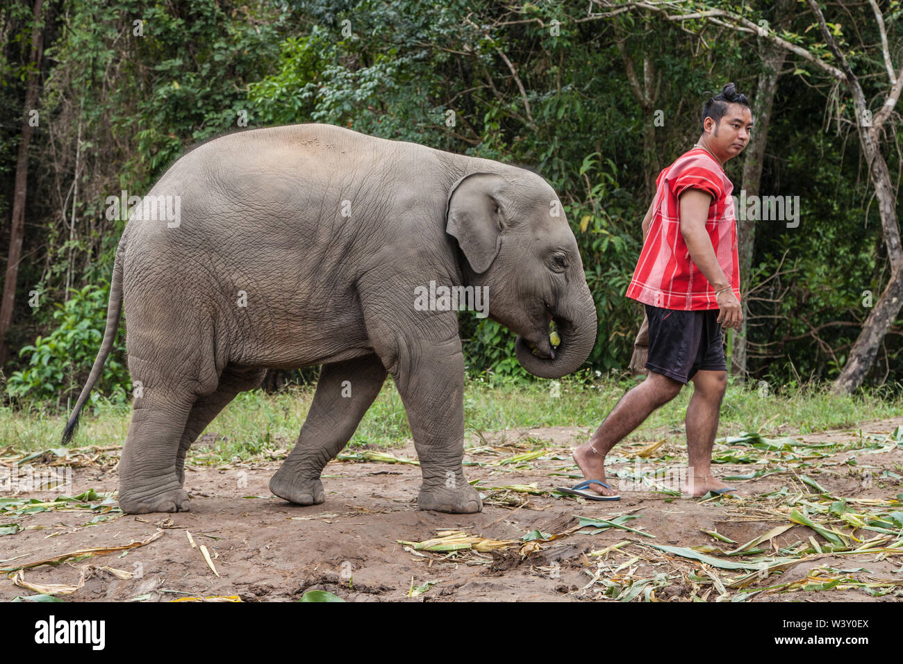 Mae Wang, Tailandia - Septiembre 5, 2019: el bebé elefante caminando con su mahout en Karen, reserva de elefantes Mae Wang, Chiang Mai, Tailandia. Foto de stock