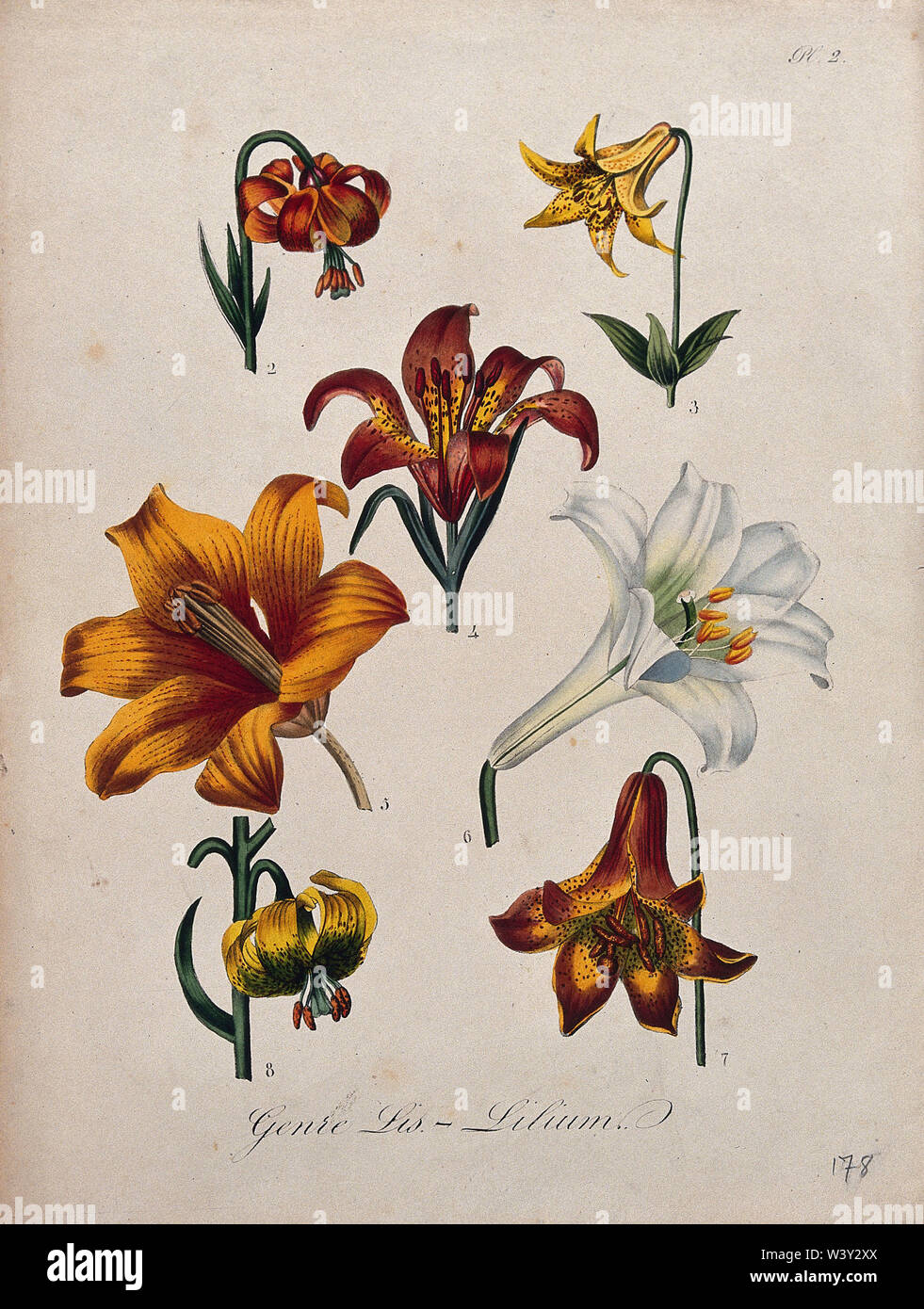 Siete flores de distintos tipos de Lily (Azucena). Litografía coloreada  Fotografía de stock - Alamy