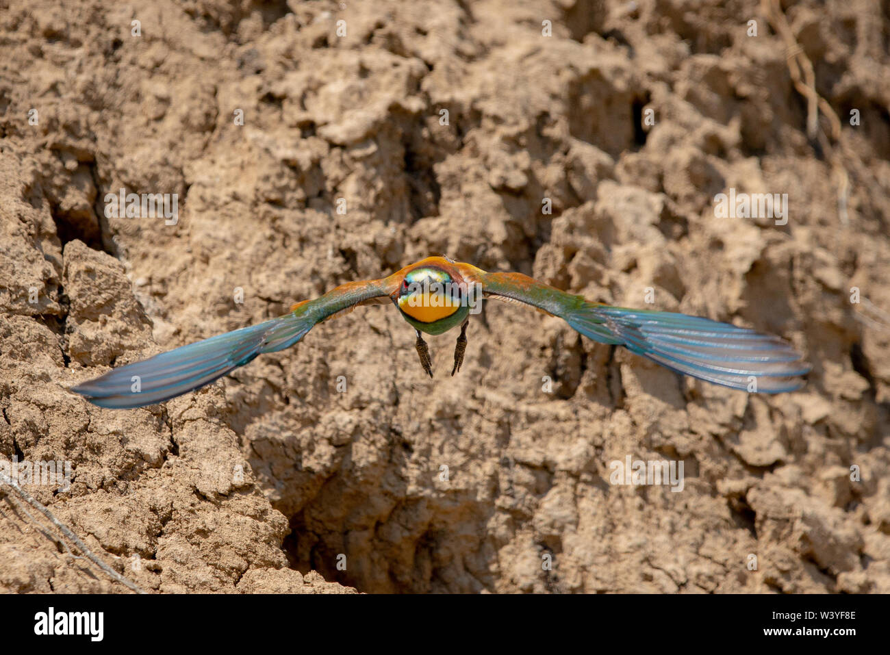 El Abejaruco Europeo o Merops apiaster en hábitat natural. Foto de stock