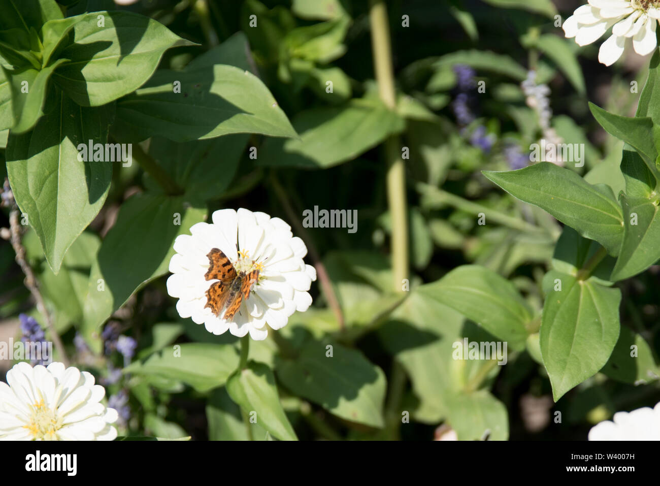 Las abejas y mariposas en flores en un jardín. Foto de stock