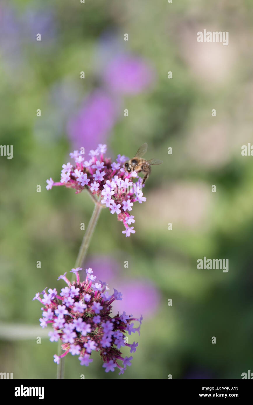 Las abejas y mariposas en flores en un jardín. Foto de stock