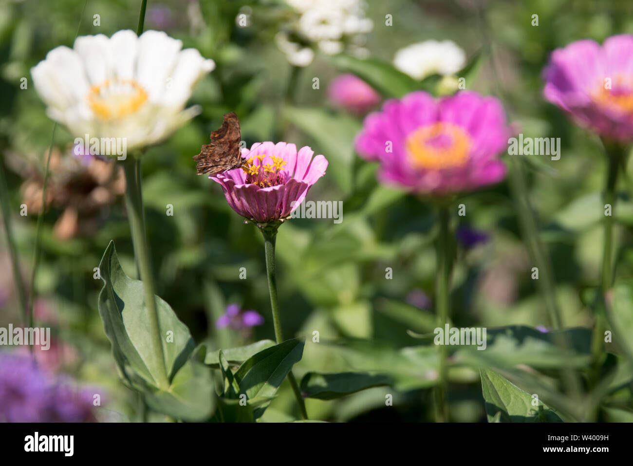 Las abejas y mariposas en flores en un jardín. Foto de stock