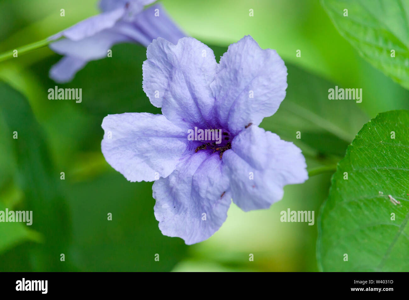 Petunia mexicana Flor, Wildflower Fotografía de stock - Alamy