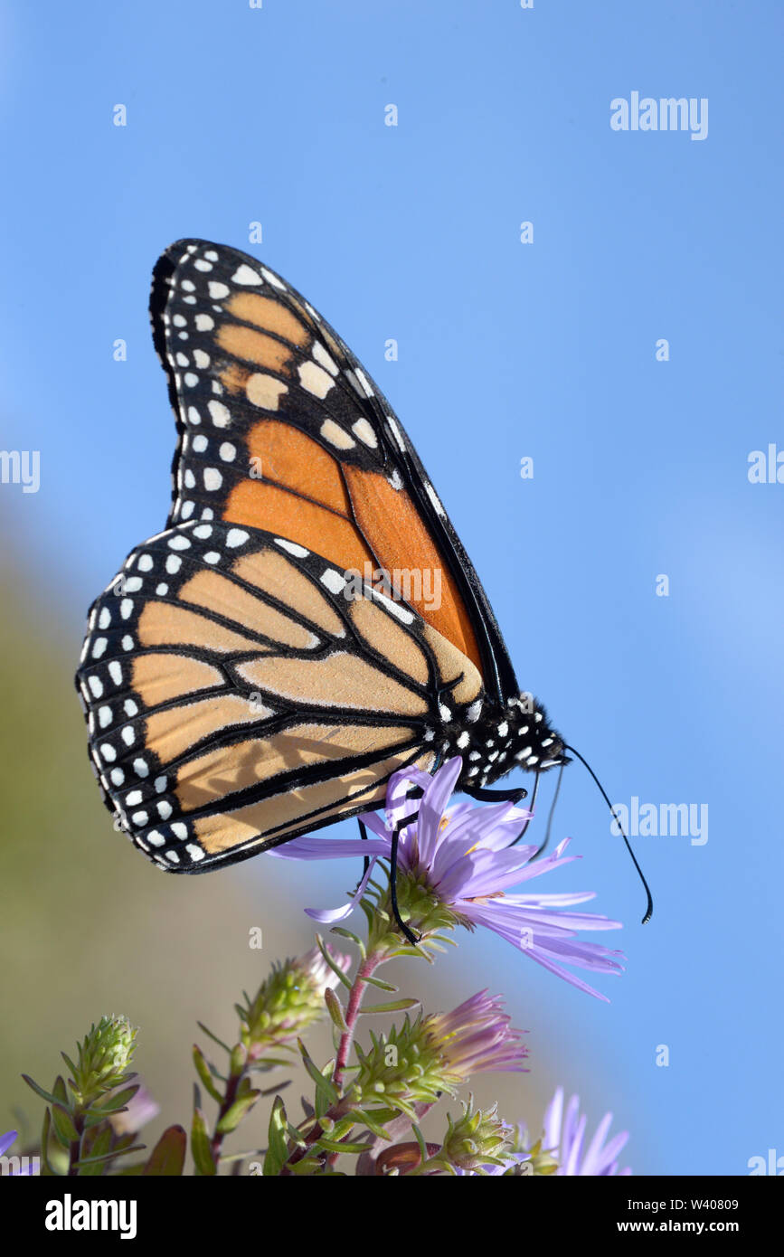 Mariposas del cielo fotografías e imágenes de alta resolución Alamy