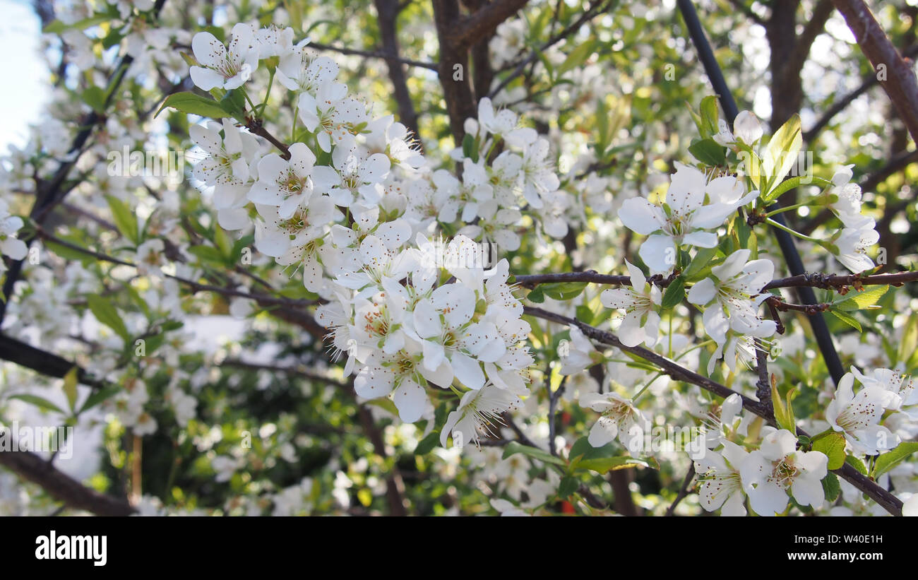 Flores blancas de los cerezos en flor en un día soleado de primavera imagen ancha Foto de stock