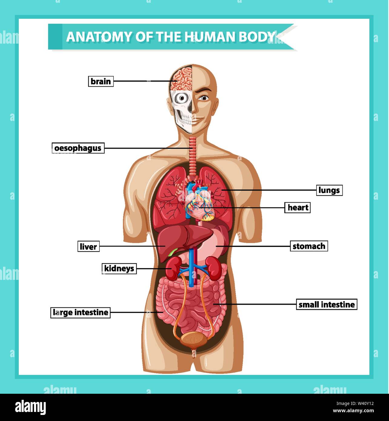 Ilustración científica y médica de la anatomía del cuerpo humano la  ilustración Imagen Vector de stock - Alamy