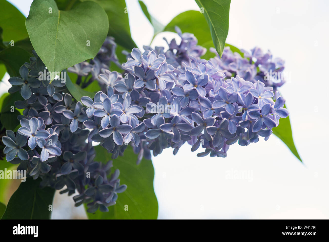 Azul pálido / Común lila lilas (Syringa vulgaris) con grandes panículas de   árboles pequeños, de hasta 10 metros. Excelente para atraer  mariposas y abejas Fotografía de stock - Alamy