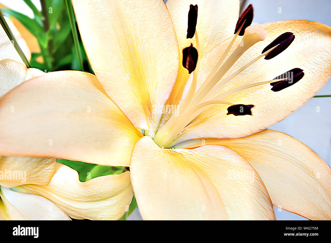 Los pétalos de color amarillo de gran difusión y largos filamentos con las  anteras Rise up que muestra la flor de lis flores de cerca. El fondo es  blurr Fotografía de stock -