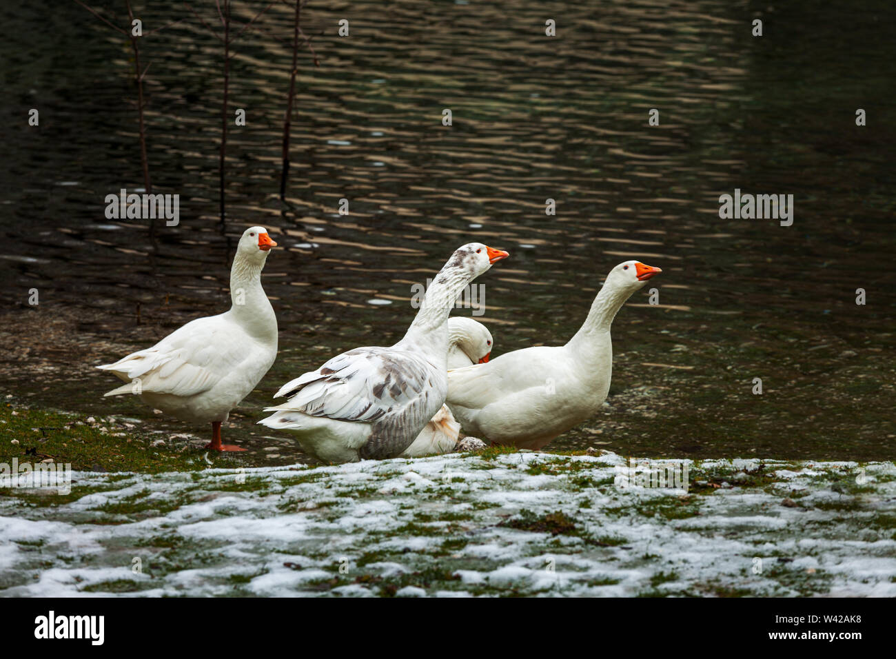 Cuatro gansos blancos en la orilla del lago San Domenico Foto de stock