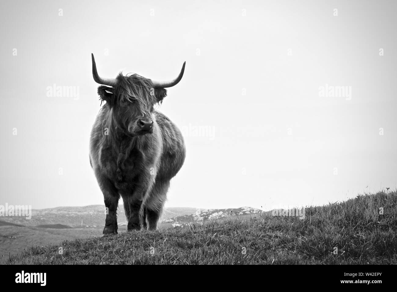 Highland Cow, Escocia Foto de stock