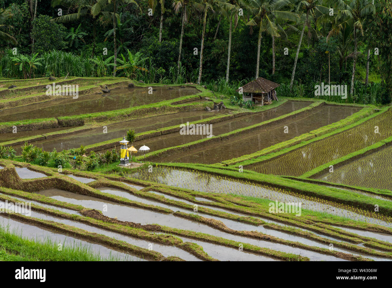 Pequeño santuario en medio de las terrazas de arroz de Bali Foto de stock