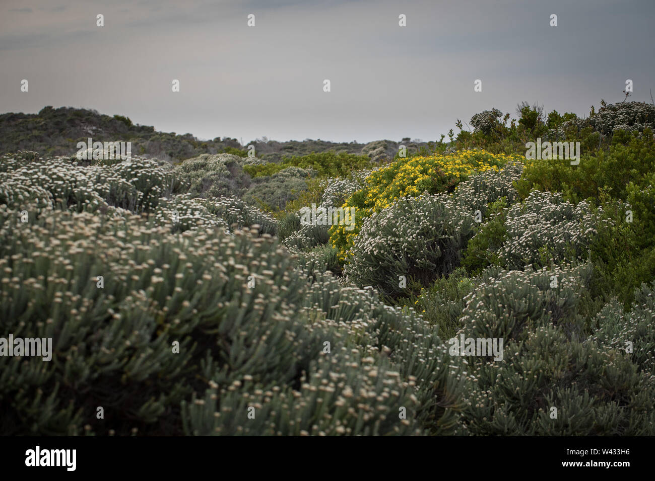 El Parque Nacional Agulhas protege hábitat fynbos y ofrece rutas de senderismo y playa cerca de Cape Agulhas, peinado, Western Cape, Sudáfrica. Foto de stock