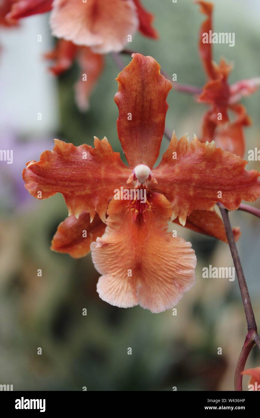 Bonito e impresionante wils wilsonara rara orquídea, orchidacea Fotografía  de stock - Alamy