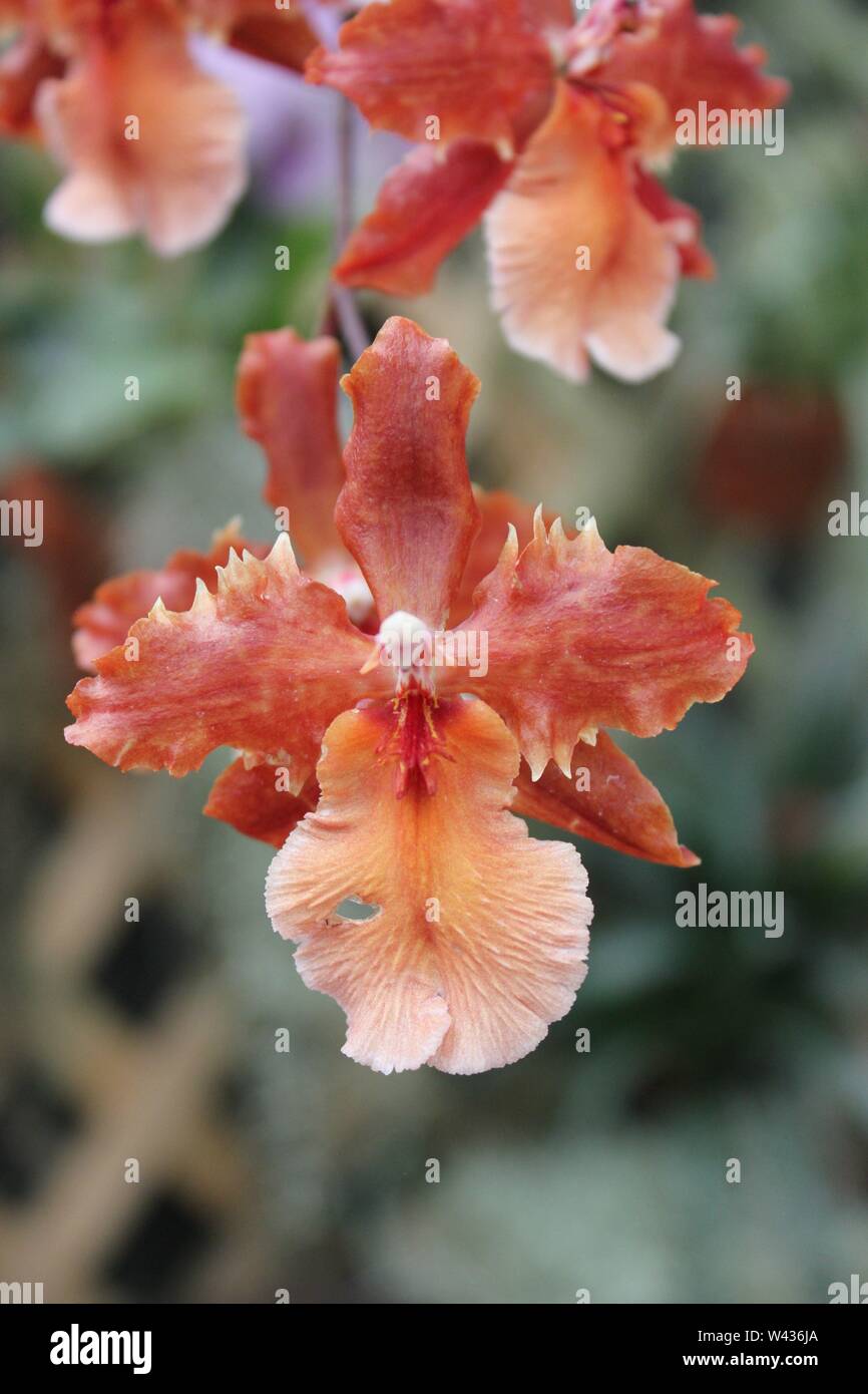Bonito e impresionante wils wilsonara rara orquídea, orchidacea Fotografía  de stock - Alamy