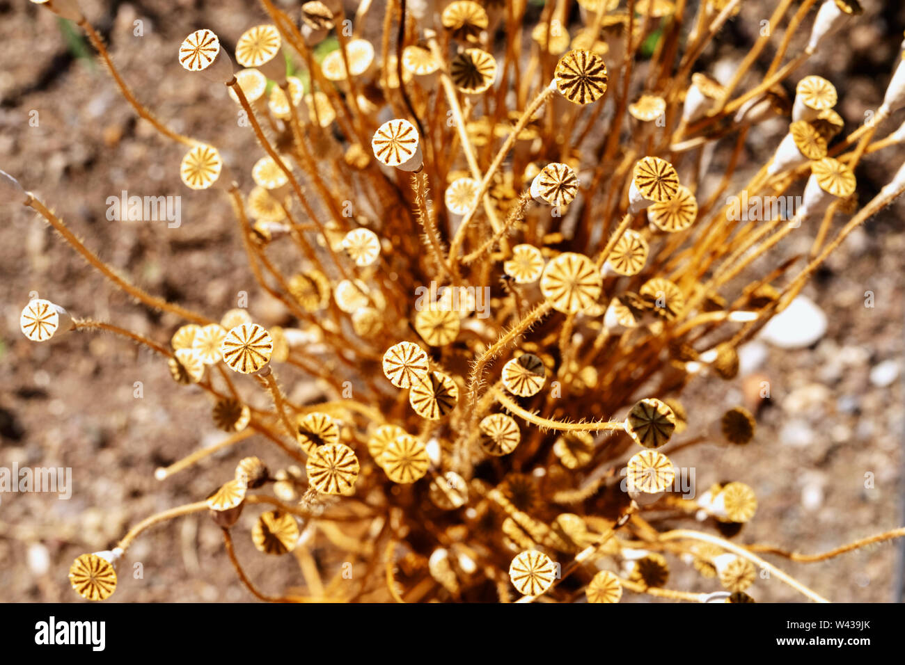 Hermosa cápsulas de adormidera Papaver rhoeas común -o amapola - maíz seco, largos tallos con semillas macetas con estigma Foto de stock