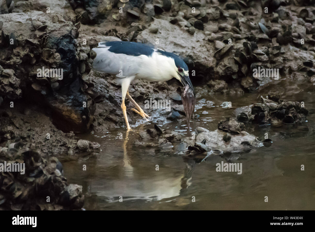 Tern ave es capaz de coger un pulpo para comer mientras la pesca las rocas durante la marea baja en el puerto. Foto de stock