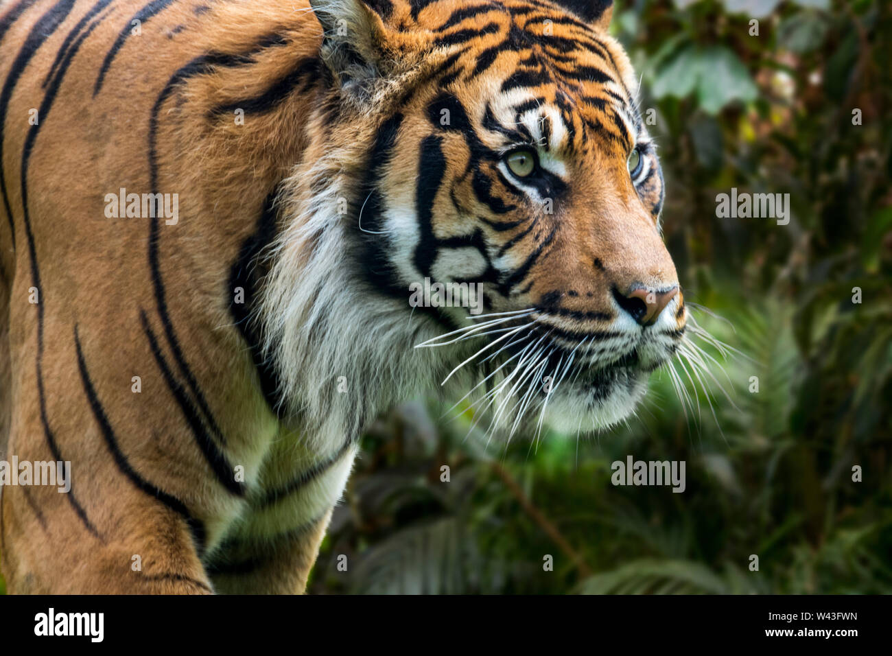 Tigre de Sumatra (Panthera tigris sondaica) en el bosque tropical, nativo de la isla indonesia de Sumatra, Indonesia Foto de stock