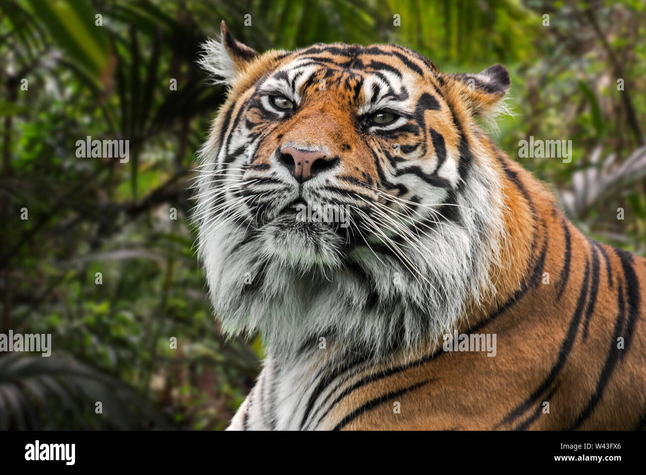 Tigre de Sumatra (Panthera tigris sondaica) en el bosque tropical, nativo de la isla indonesia de Sumatra, Indonesia Foto de stock