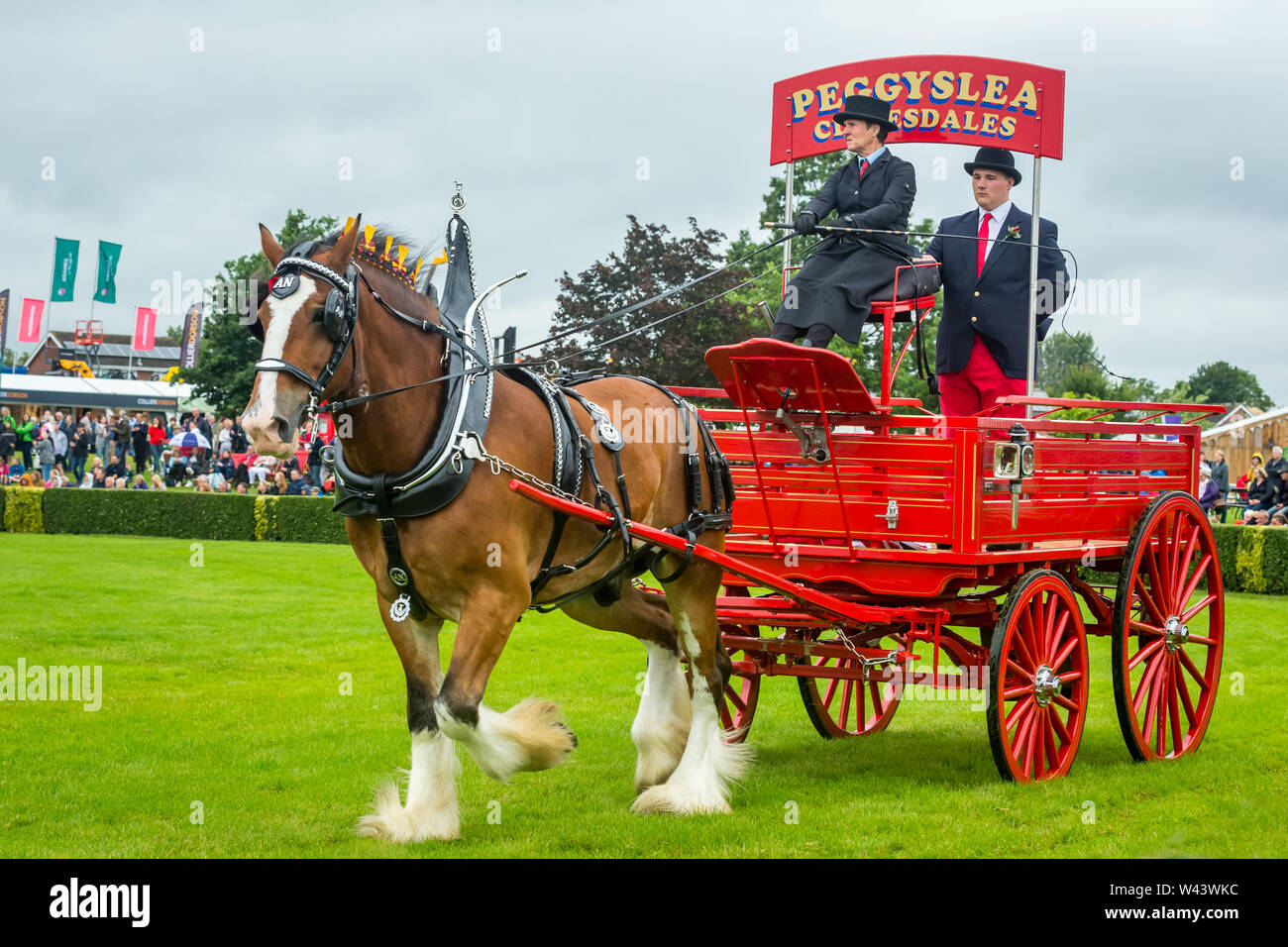En Harrogate, North Yorkshire, Reino Unido, el 9 de julio de 2019. Primer día del desfile de caballos pesados en el 2019 gran show de Yorkshire. Magníficos caballos Clydesdale con Foto de stock