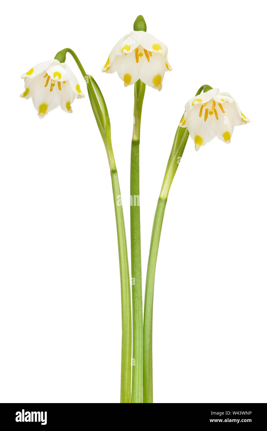 Copo de nieve de primavera (Leucojum vernum) flores aisladas sobre fondo blanco. Foto de stock