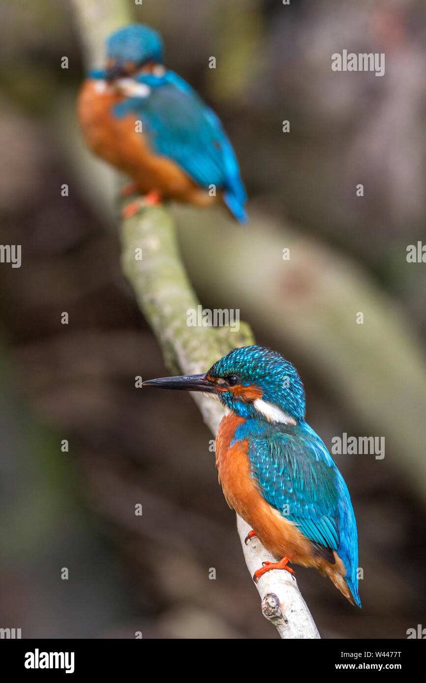 River, el martín pescador (Alcedo atthis) Eisvogel Männchen und Weibchen Foto de stock