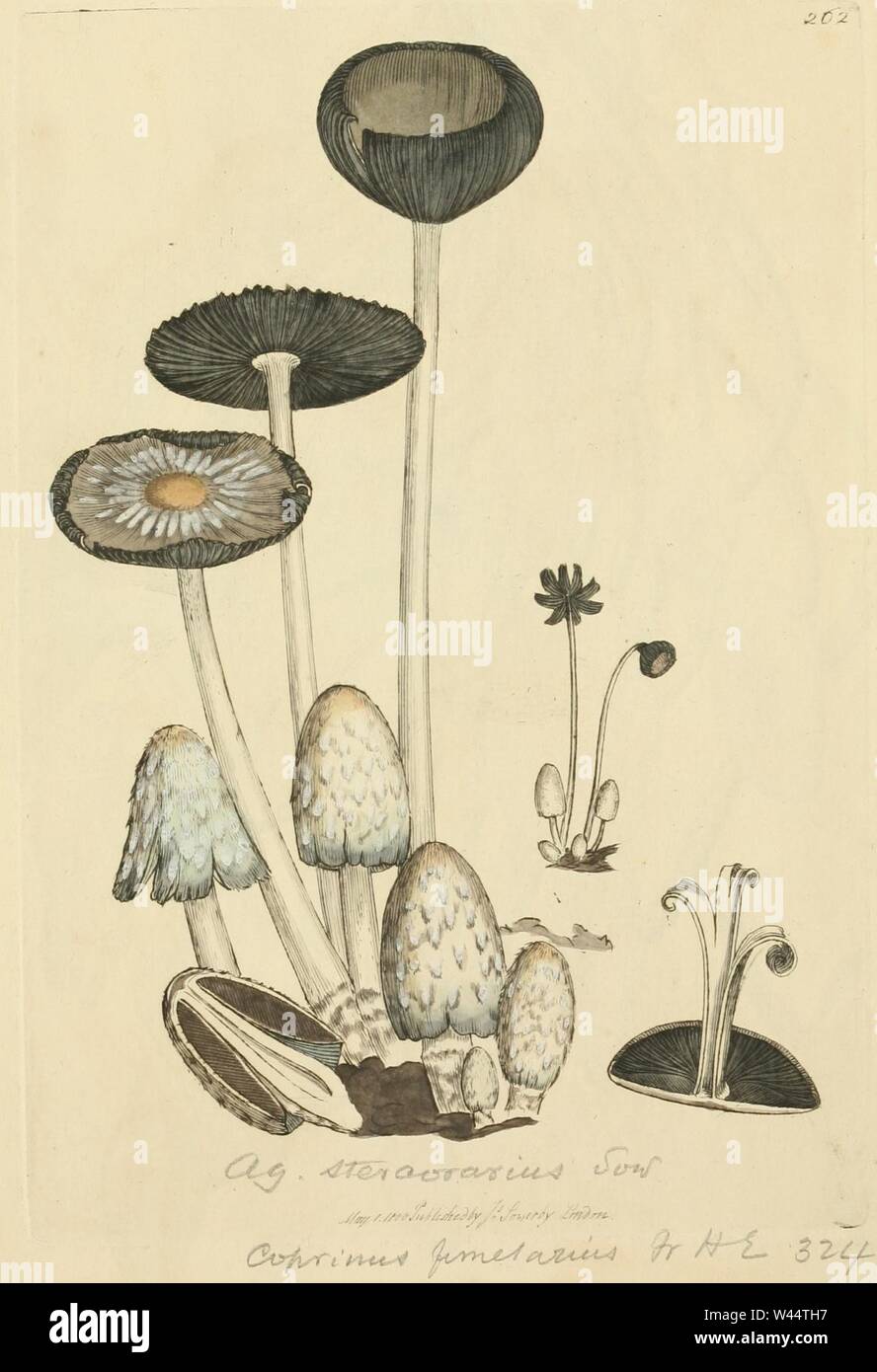 Figuras coloreadas de Inglés Los hongos o setas t. 262 Fotografía de