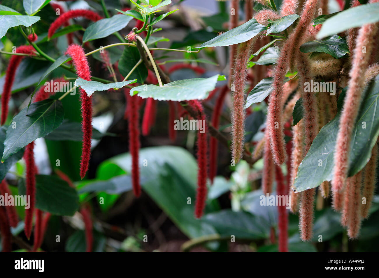 Planta de cola de gato al rojo vivo fotografías e imágenes de alta