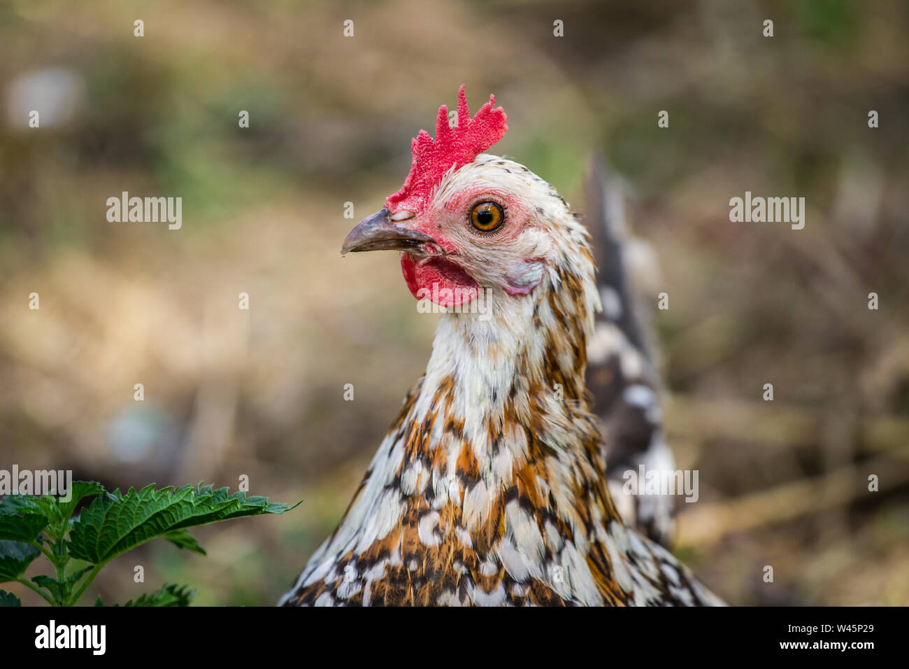 Free Range Pollo Gallina (Stoapiperl / Steinhendl, una raza de pollo críticamente amenazadas de Austria) Foto de stock