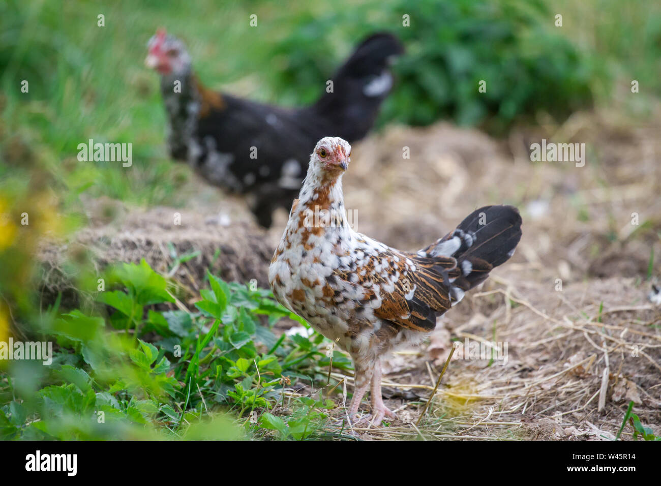 Los jóvenes Pollo Gallina de la raza / Steinhendl Stoapiperl, una raza de pollo críticamente amenazadas de Austria Foto de stock