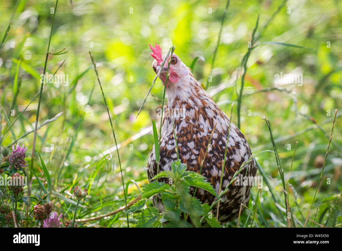 Gallina picoteando hierba (Stoapiperl / Steinhendl, una raza de pollo críticamente amenazadas de Austria) Foto de stock