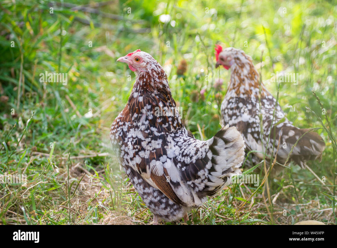 Dos gallinas (rango libre / Steinhendl Stoapiperl, una raza de pollo críticamente amenazadas de Austria) Foto de stock