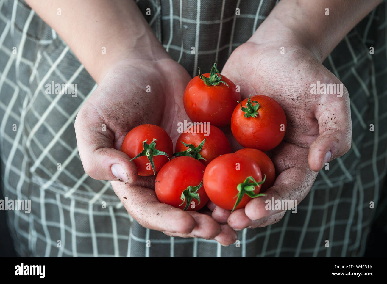 Los tomates en las manos manchadas en el suelo Foto de stock