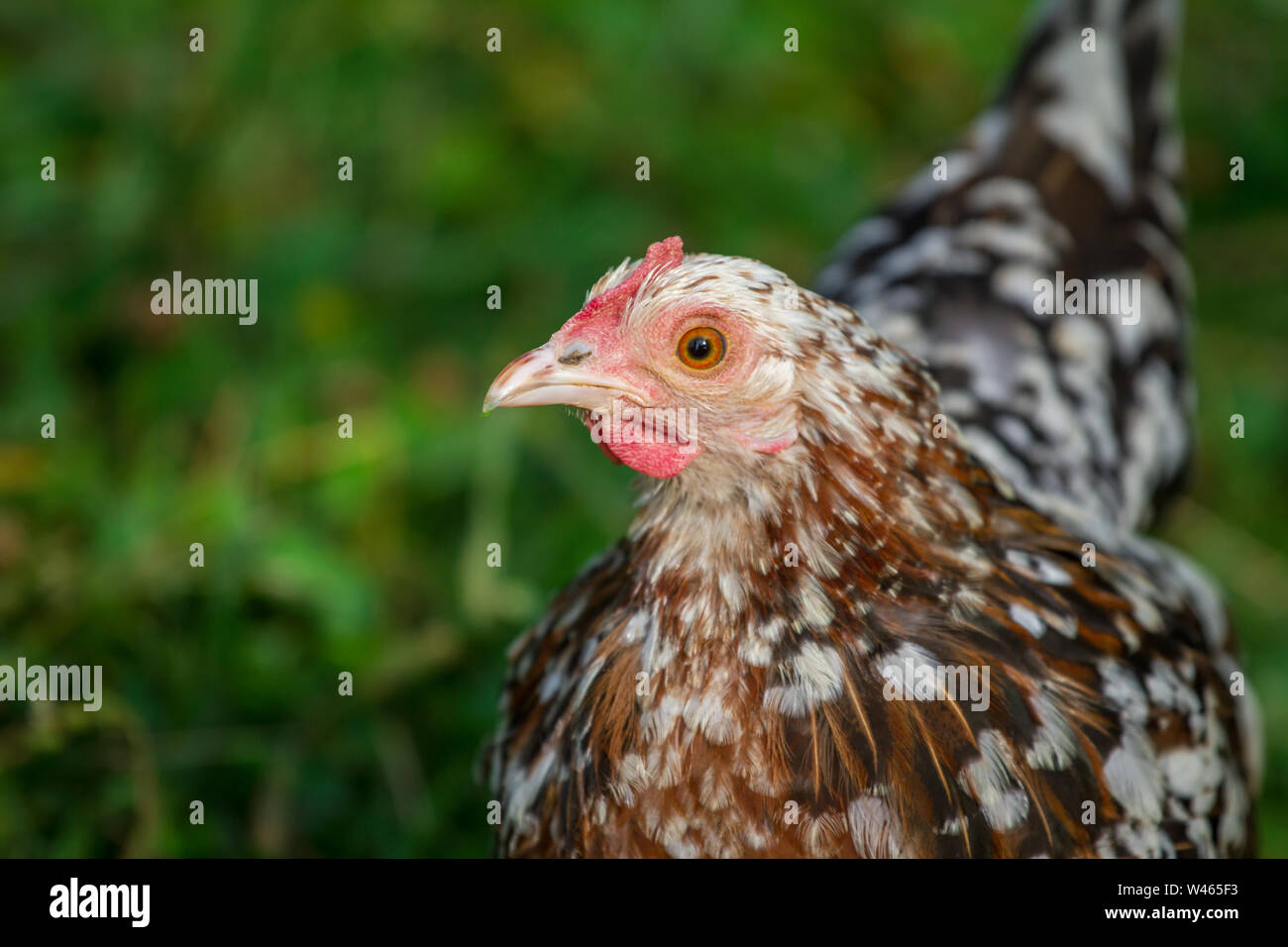 Free Range Pollo Gallina (Stoapiperl / Steinhendl, una raza de pollo críticamente amenazadas de Austria) Foto de stock