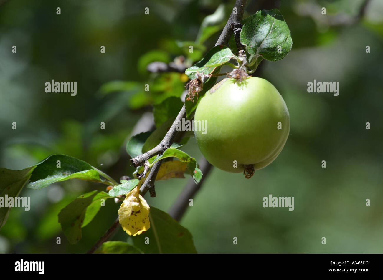 Las variedades de manzanas en Nurata montañas, Uzbekistán Foto de stock