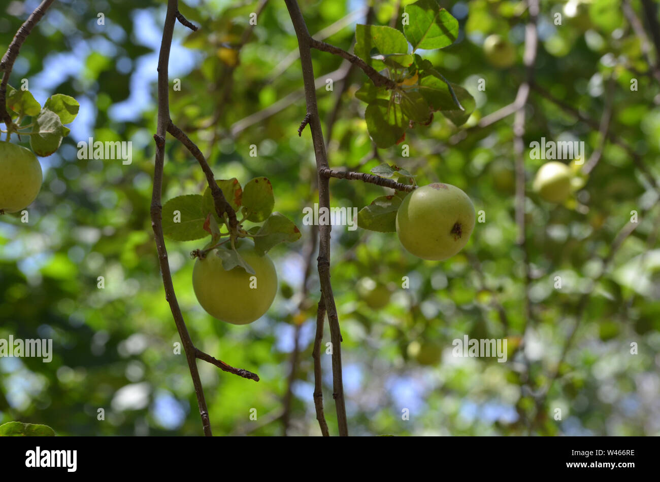 Las variedades de manzanas en Nurata montañas, Uzbekistán Foto de stock