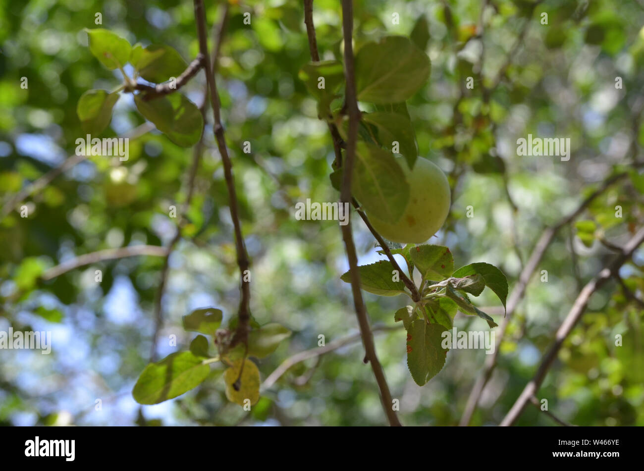 Las variedades de manzanas en Nurata montañas, Uzbekistán Foto de stock