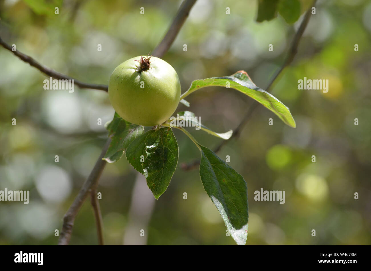 Las variedades de manzanas en Nurata montañas, Uzbekistán Foto de stock