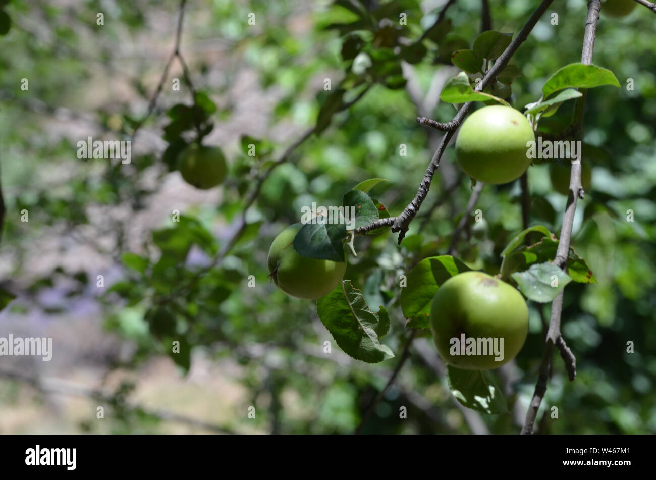 Las variedades de manzanas en Nurata montañas, Uzbekistán Foto de stock