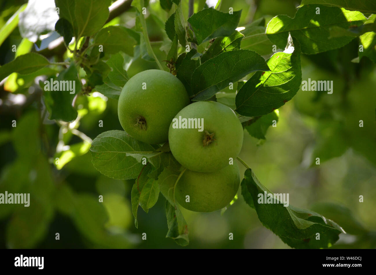 Las variedades de manzanas en Nurata montañas, Uzbekistán Foto de stock