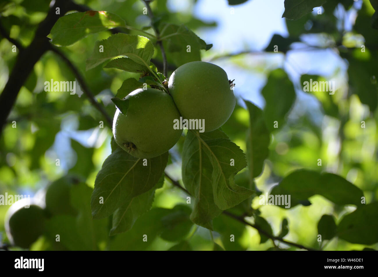 Las variedades de manzanas en Nurata montañas, Uzbekistán Foto de stock