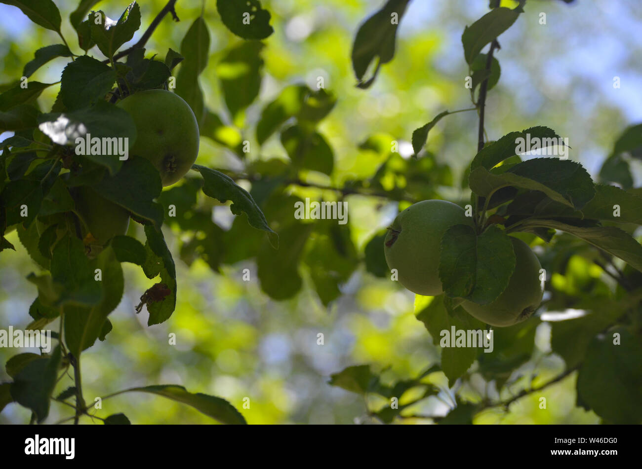 Las variedades de manzanas en Nurata montañas, Uzbekistán Foto de stock