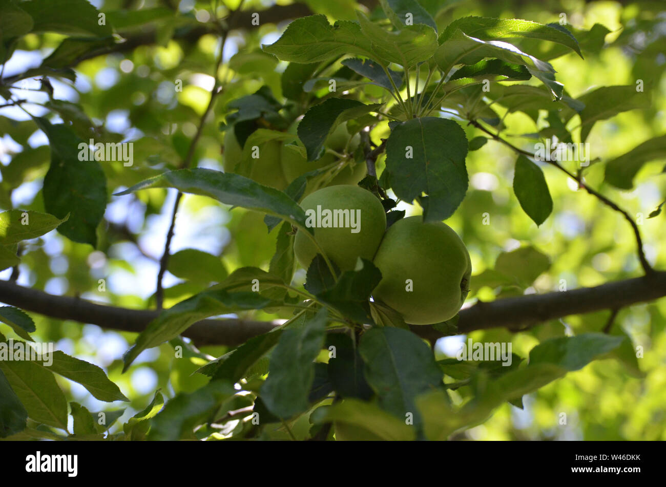 Las variedades de manzanas en Nurata montañas, Uzbekistán Foto de stock