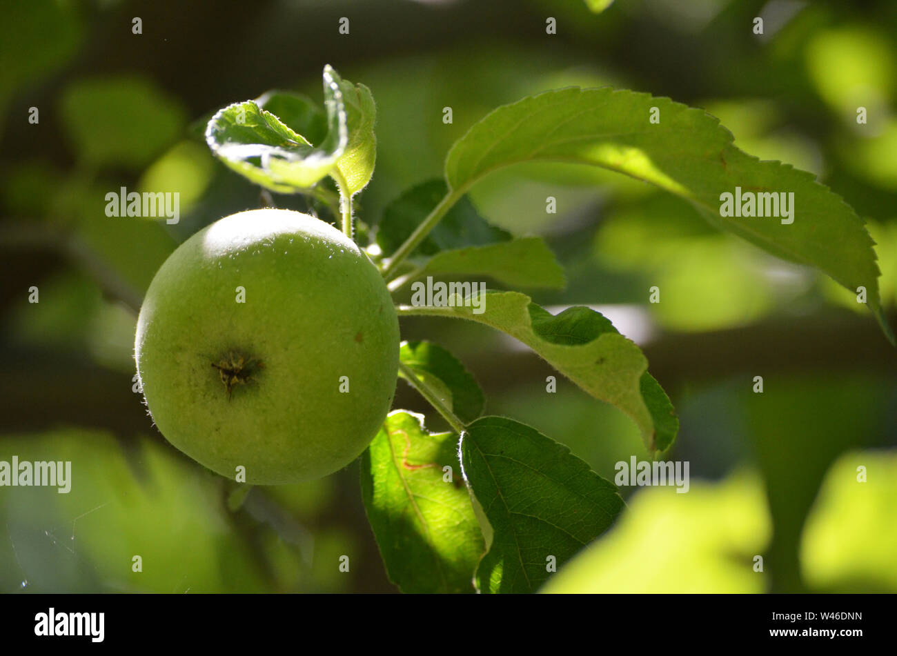 Las variedades de manzanas en Nurata montañas, Uzbekistán Foto de stock