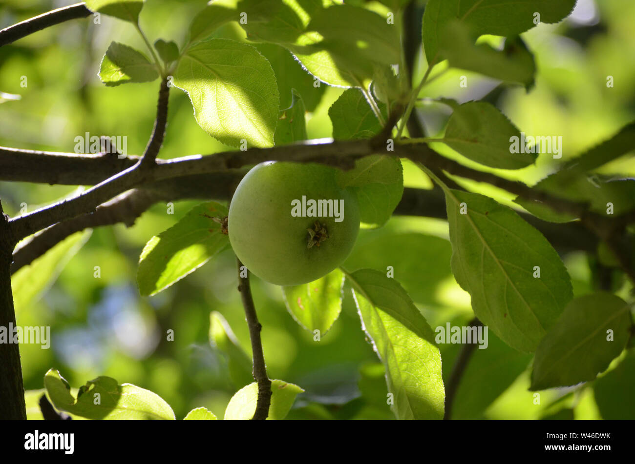 Las variedades de manzanas en Nurata montañas, Uzbekistán Foto de stock