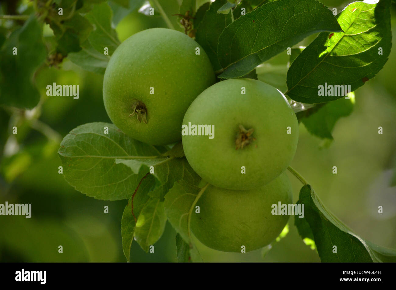 Las variedades de manzanas en Nurata montañas, Uzbekistán Foto de stock