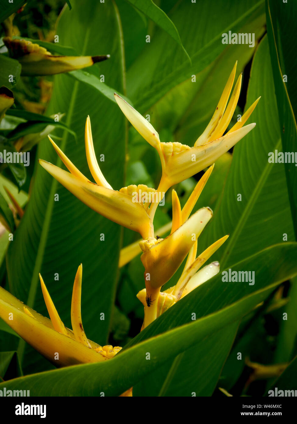 Heliconia flor en Dominica isla en el Mar Caribe Fotografía de stock - Alamy