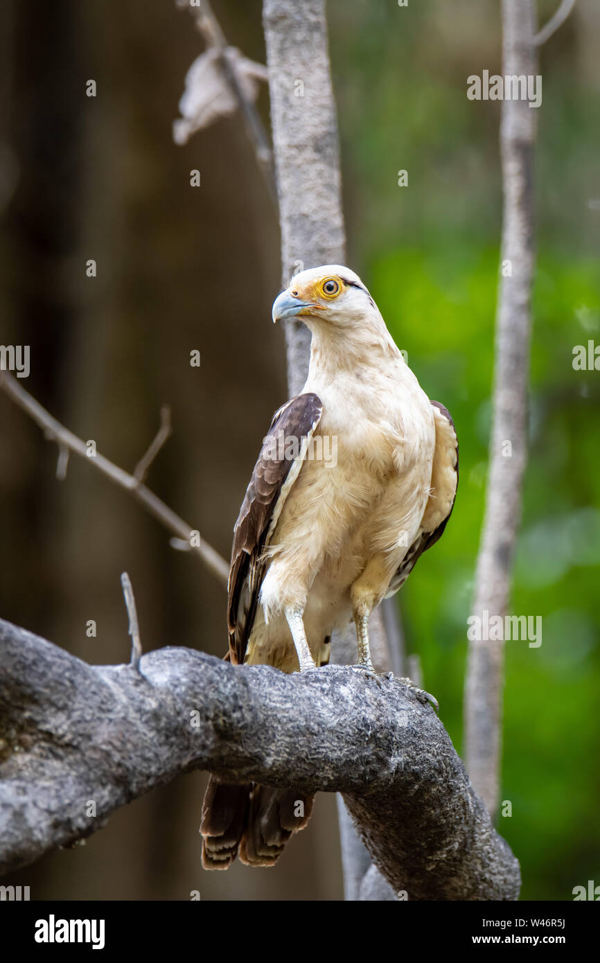 De cabeza amarilla (Milvago chimachima Caracara) en la selva amazónica peruana Foto de stock