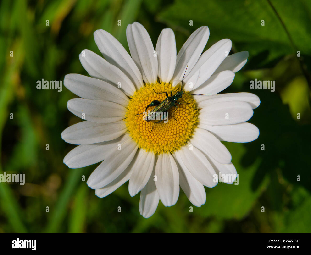 Patas gruesas de flores en un escarabajo daisy en día de verano en el REINO UNIDO Foto de stock