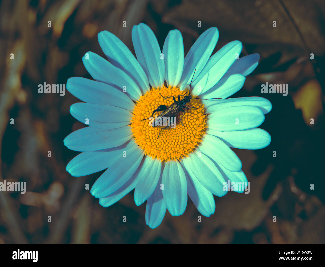 Patas gruesas de flores en un escarabajo daisy en día de verano en el Reino Unido con tinte de color Foto de stock